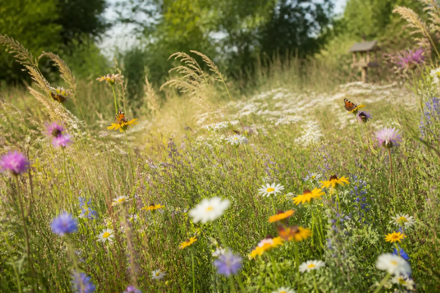 Prairie fleurie en jardin français, fleurs sauvages, graminées, abeilles, papillons et oiseaux, ambiance naturelle