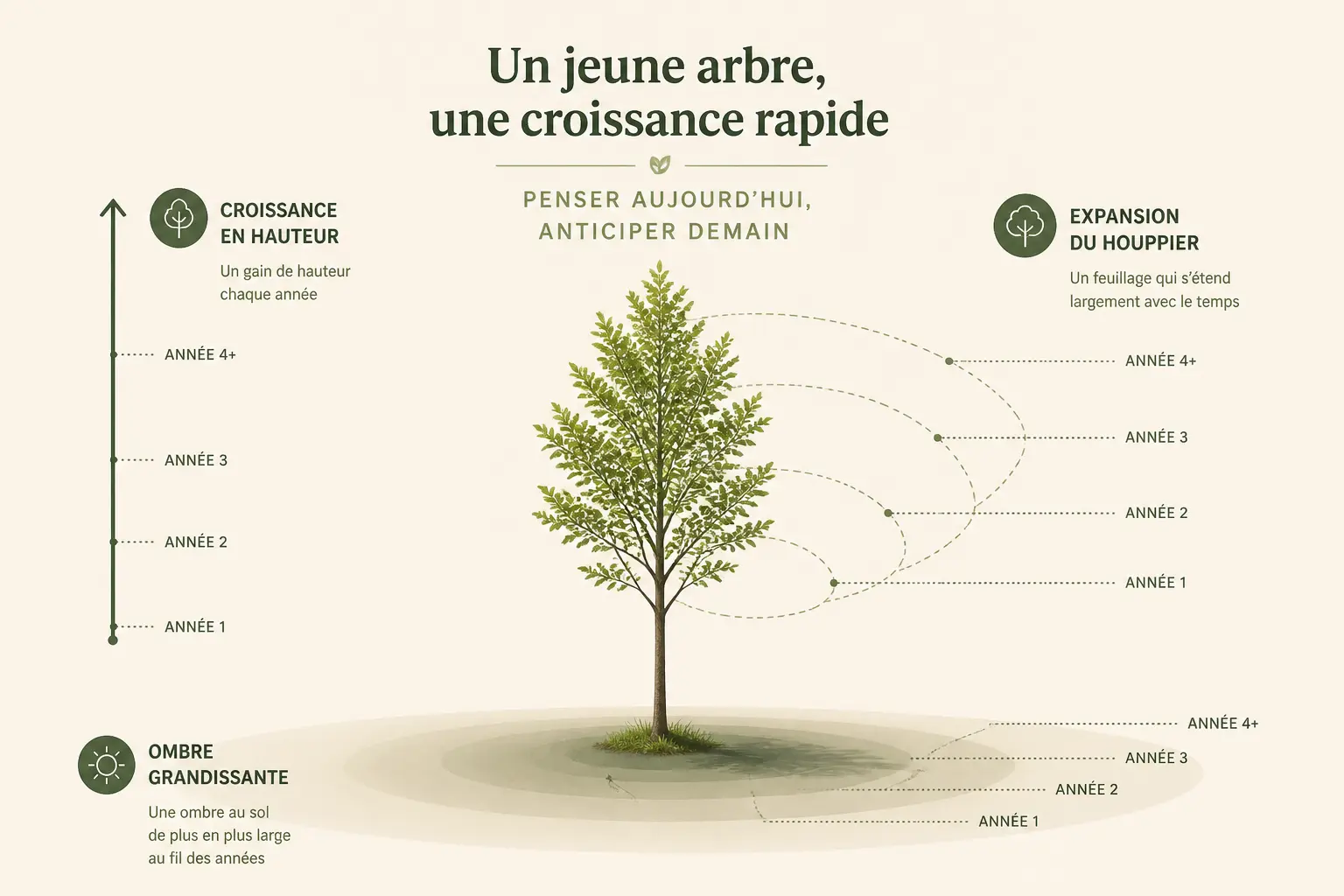 Arbre croissance rapide illustré avec flèche de croissance, canopée élargie et ombre qui s’étend