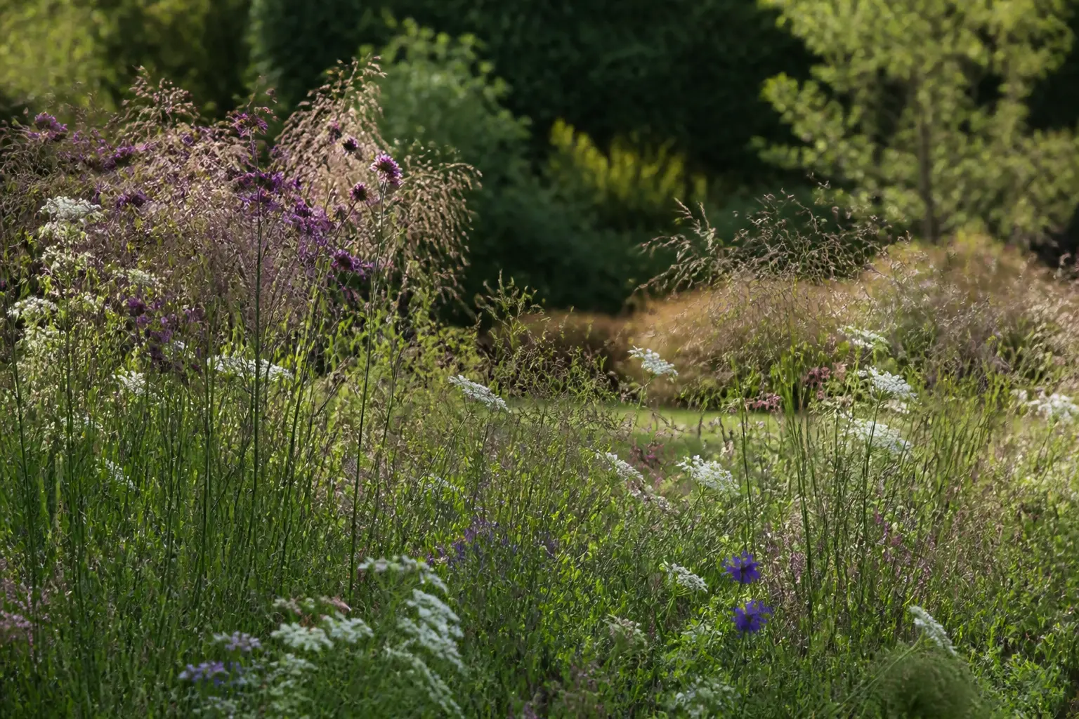 Prairie fleurie en gros plan : mélange de fleurs basses et graminées, avec zones denses et aérées